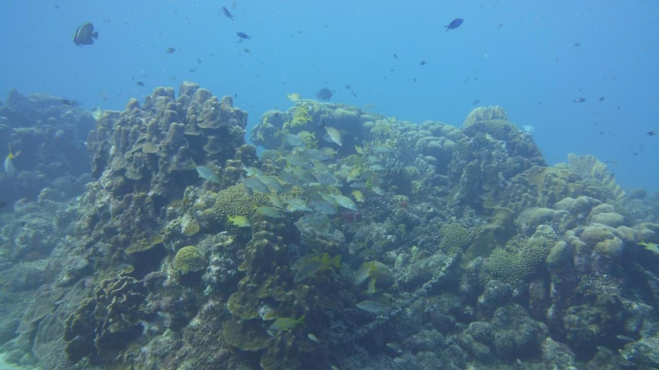 Marazul Dive Resort. 3 Bedroom Seafront House. Dive, Snorkel, Enjoy Amazing Sunsets Westpunt Eksteriør bilde