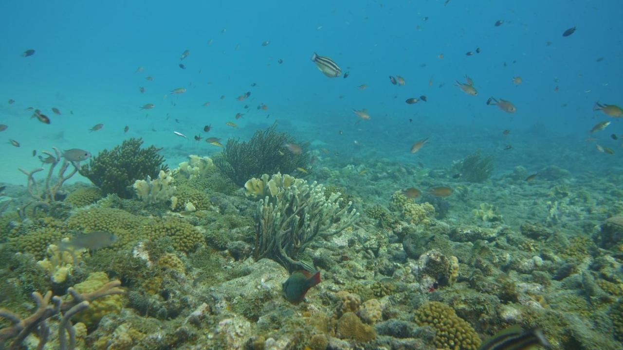Marazul Dive Resort. 3 Bedroom Seafront House. Dive, Snorkel, Enjoy Amazing Sunsets Westpunt Eksteriør bilde